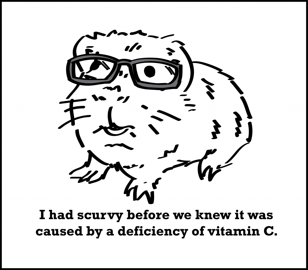 Hipster Guinea Pig